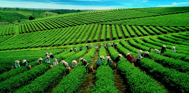 le-the-vert-au-vietnam