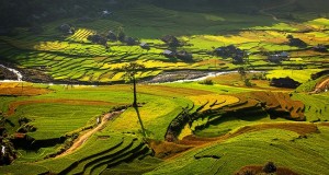 belle-riziere-nord-du-vietnam