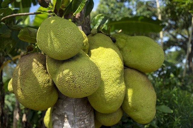 fruit-du-jacquier-vietnam fruit-du-jacquier-vietnam