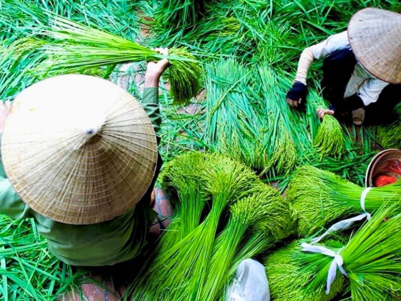 Les grains de riz soigneusement sélectionnés des champs sont transformés en Côm délicieux par les artisans grâce à leur habileté