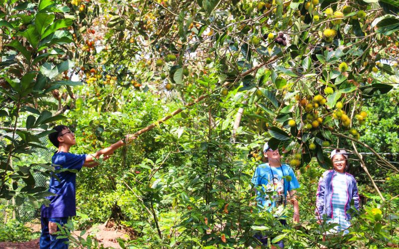 Lors de votre voyage à Côn Son, n'oubliez pas visiter les vergers de divers fruits exotiques
