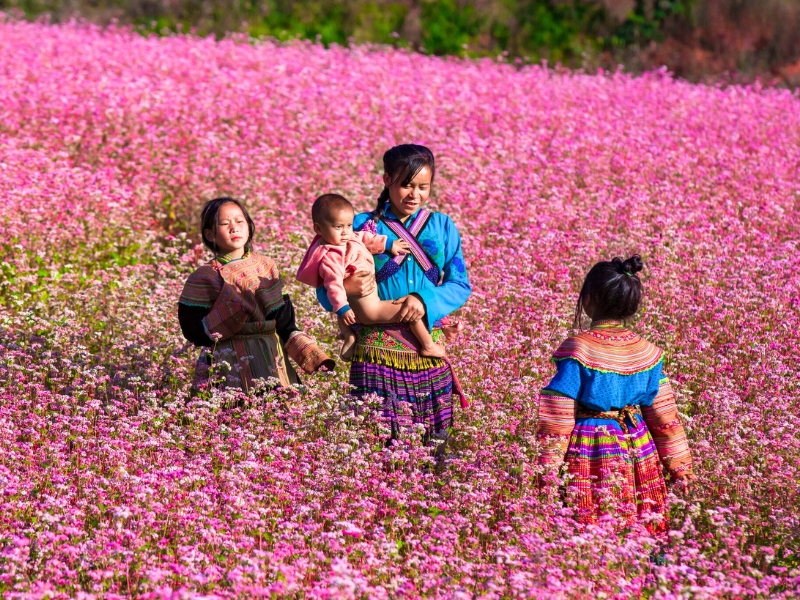 Un champs de fleurs de sarrasin à Ha Giang activités à Ha Giang