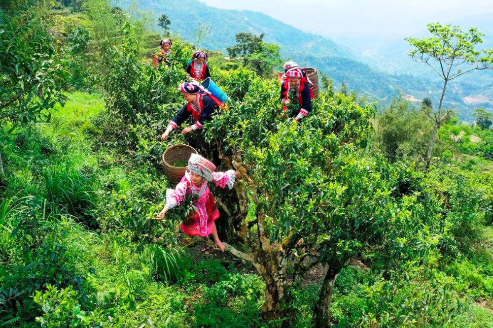 Récolte du thé Shan Tuyêt dans les montagnes de Ha Giang cuisine de Ha Giang
