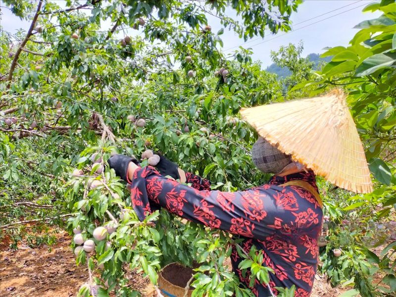 Prune Tam Hoa