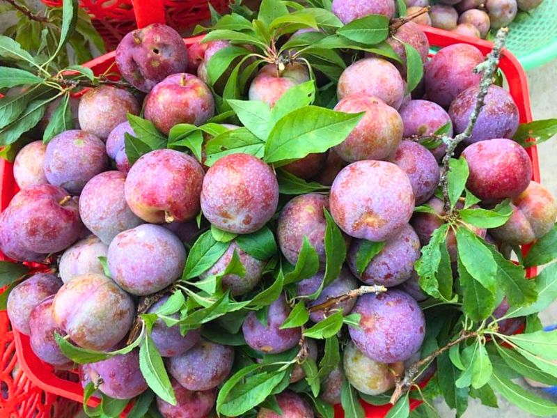 Saveur exotique des prunes Tam Hoa, trésor des montagnes du nord vietnamien