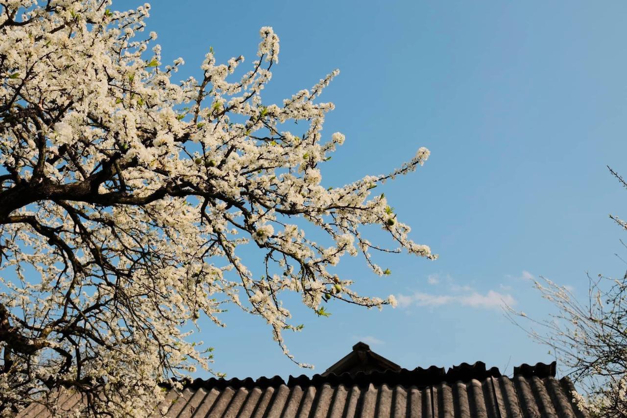 pruniers Bac Ha