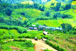 Ngai Thau
