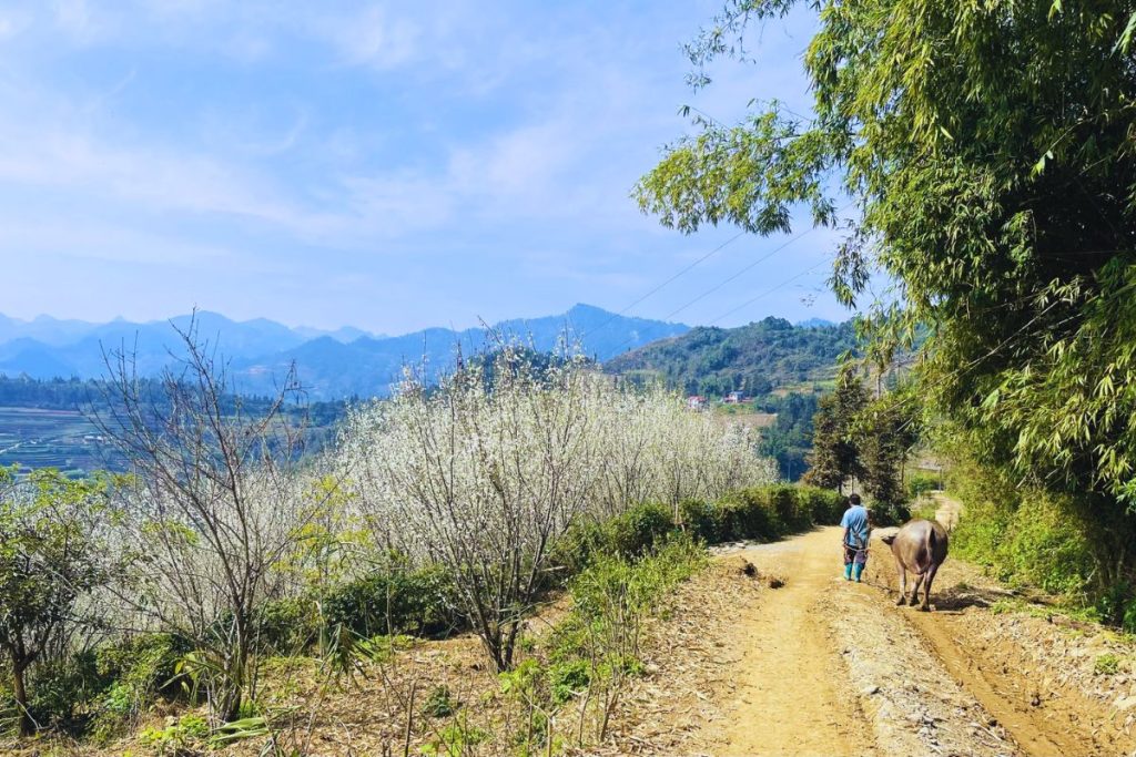 Lao Cai – Bac Ha – Marché ethnique coloré – Di Thang – Na Lo (B. D)