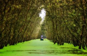 foret tra su chau doc vietnam