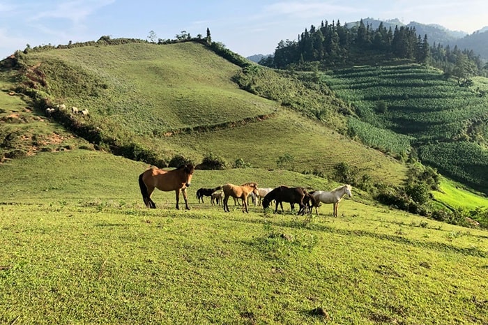 Bac Ha – Phec Bung – Na Hoi – Sapa (B. L)