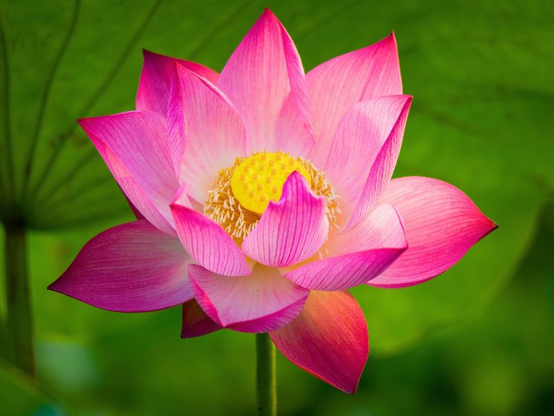 Le lotus est la fleur nationale du Vietnam, symbole de pureté, de résilience et de beauté intemporelle.