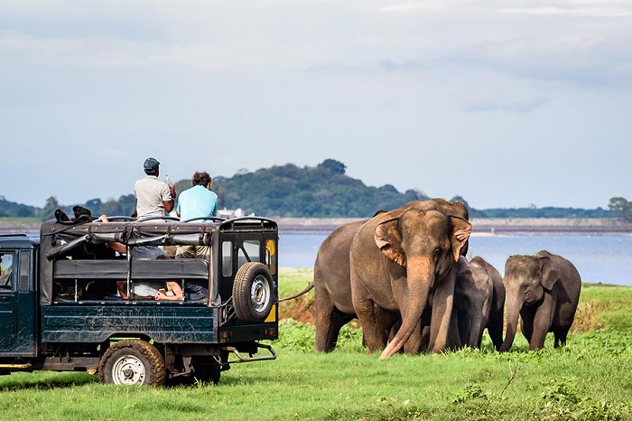 Kalpitiya – Safari en jeep dans le parc national de Wilpattu – Wilpattu (B. D)