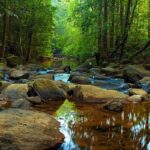 La foret de Sinharaja Sri Lanka voyage