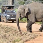 Safari en jeep parc national de Wilpattu Sri Lanka