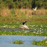 Sanctuaire oiseaux de Kalametiva Sri Lanka