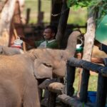Udawalawe Elephant Transit Home Sri Lanka voyage