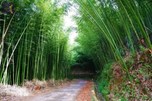 foret de bambou mu cang chai