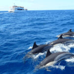 rencontre-des-dauphins-Kalpitiya-Sri-Lanka