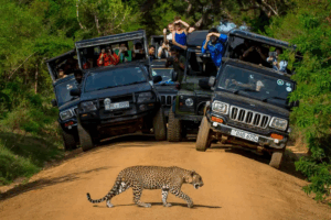 safari au sri lanka