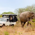 safari en jeep à Udawalawe