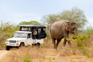 safari en jeep à Udawalawe