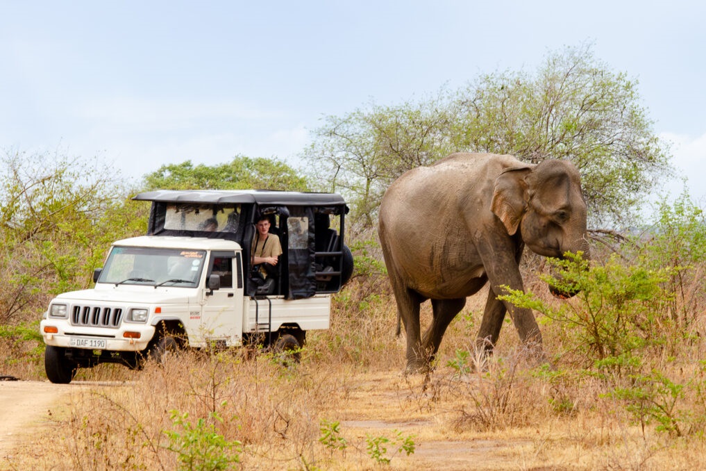 safari en jeep à Udawalawe
