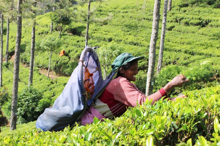 Ella – Dégustation de thé – Ancien pont Nine Arch (B. D)