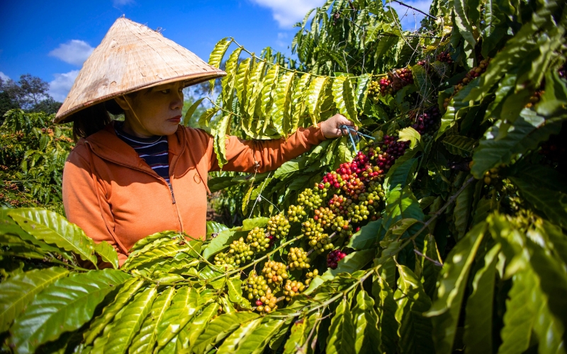 Café vietnamien – Saveur authentique de la vie