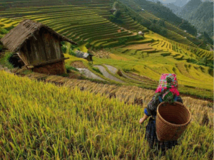 Pu Luong Vietnam : Guide complet pour découvrir la réserve naturelle