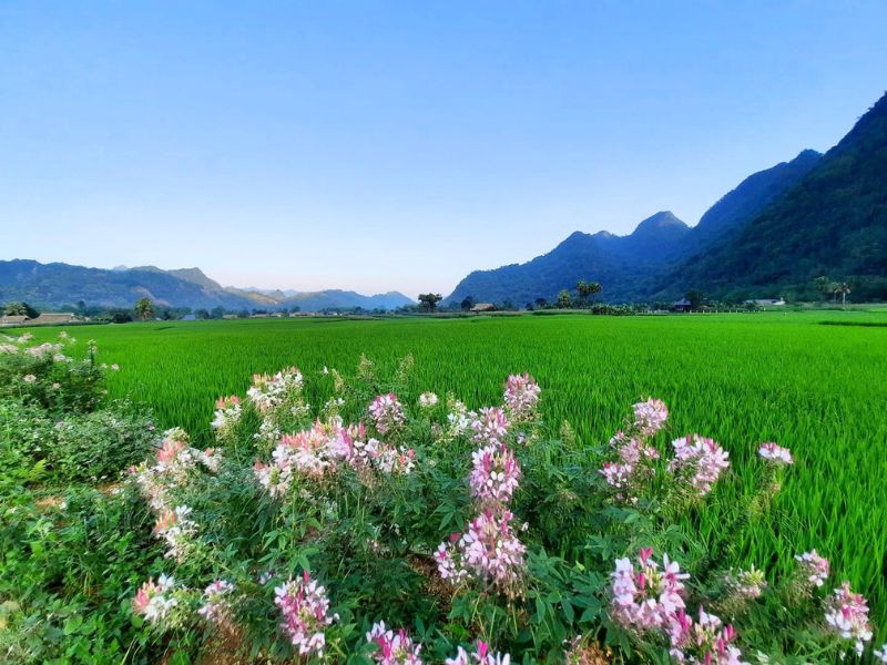 Lam Thuong