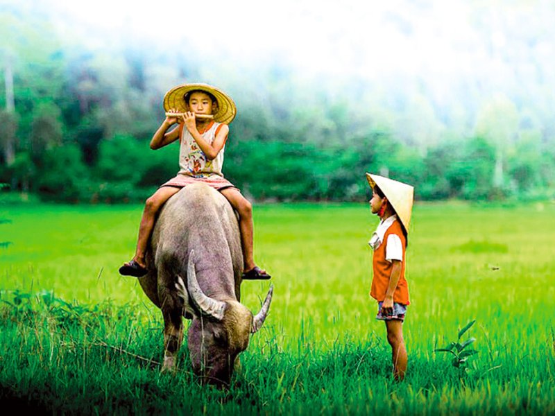 Dans les campagnes vietnamiennes, on voit souvent un jeune garçon, assis sur le dos d’un buffle, jouer de la flûte