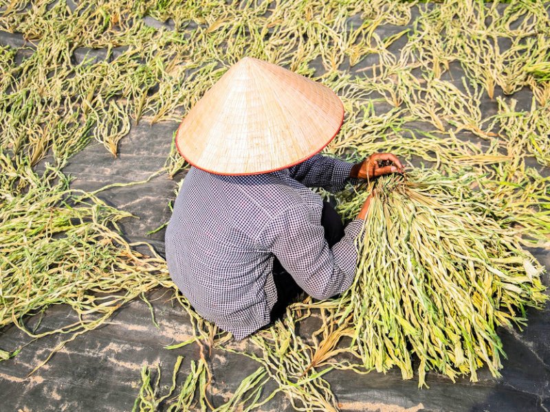 Feuilles séchées au soleil avant la fabrication du chapeau