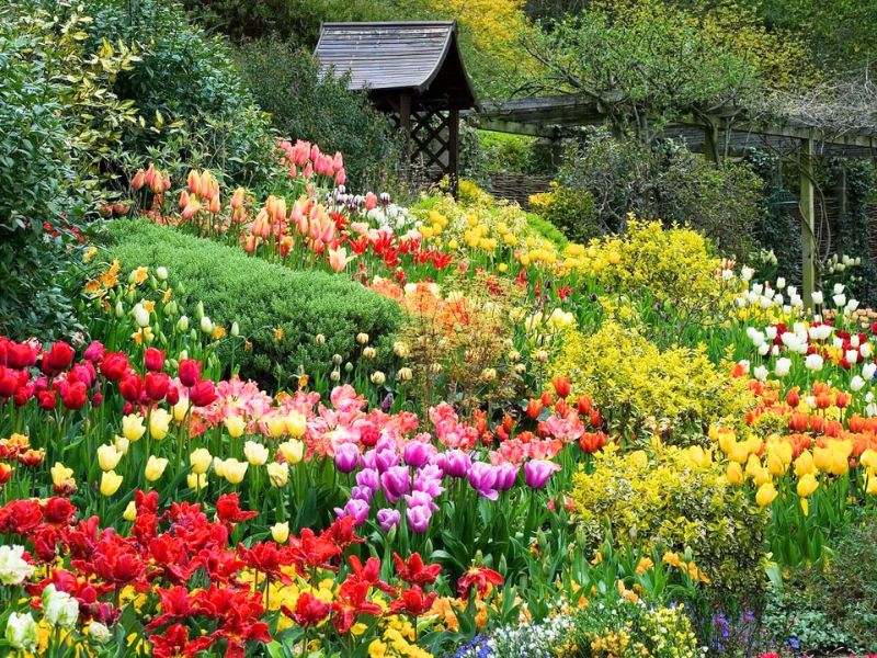 Jardin de fleurs