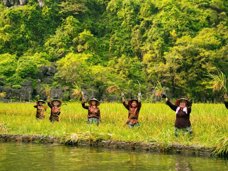 Tam Coc, Ninh Binh: les rizières dorées de la saison des récoltes