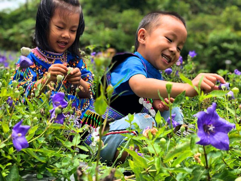 Les fleurs de cát cánh, aux teintes violettes, offrent un spectacle enchanteur à Bac Ha