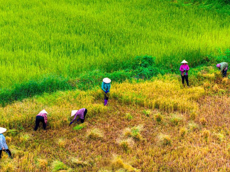 La saison des récoltes à Sapa, le spectacle absolu du Tonkin Vietnam en novembre