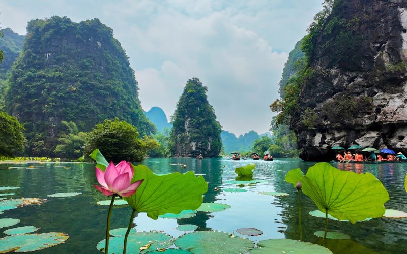 Ninh Binh en juillet, au cœur de la saison des lotus en pleine floraison.