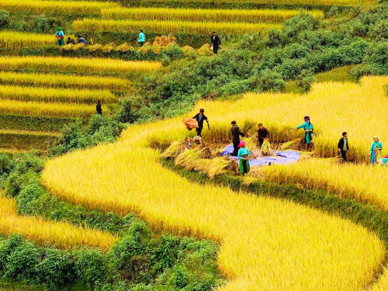 Sapa en septembre : la saison des rizières mûres aux couleurs dorées.
