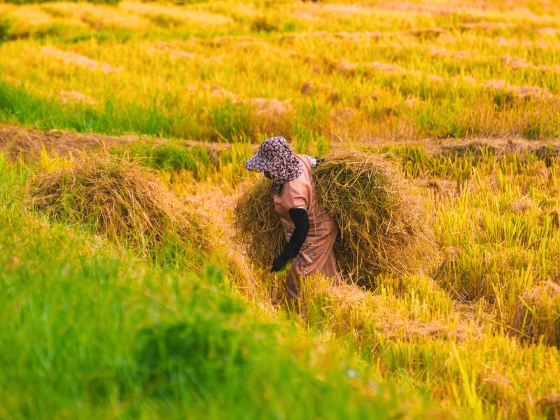 Vietnam en novembre : Climat, que faire et coups de cœur