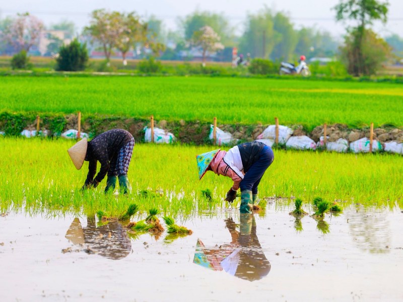 Visiter le Vietnam en 13 jours: Itinéraire et Conseils de voyage