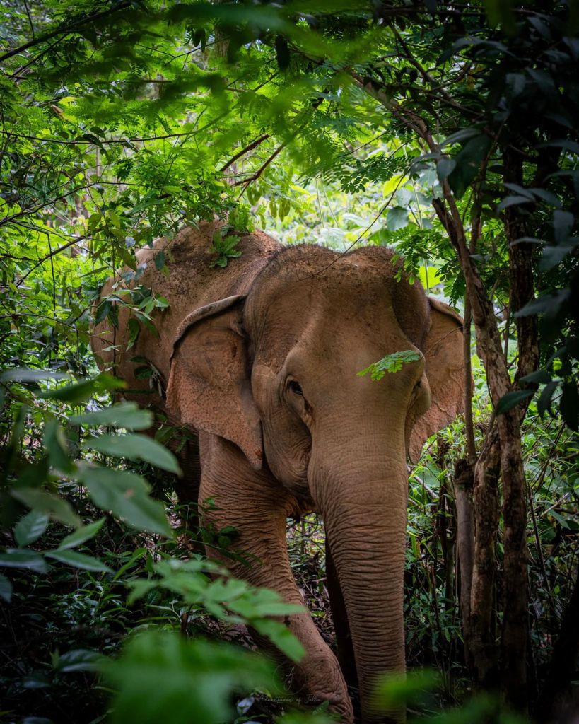 ChangChill Elephant Camp