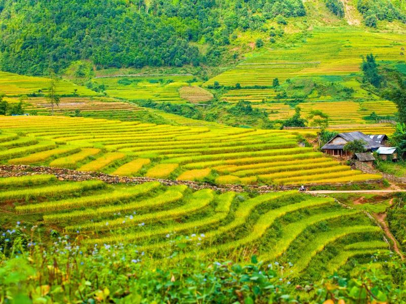 La vallée de Mai Châu, un écrin de verdure où les rizières en terrasses s’étendent à perte de vue