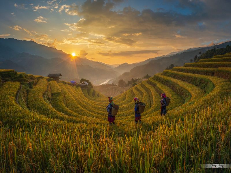 Mu Cang Chai