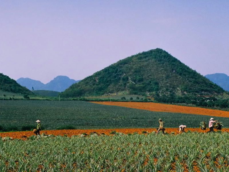 Colline d'ananas Tam Diep