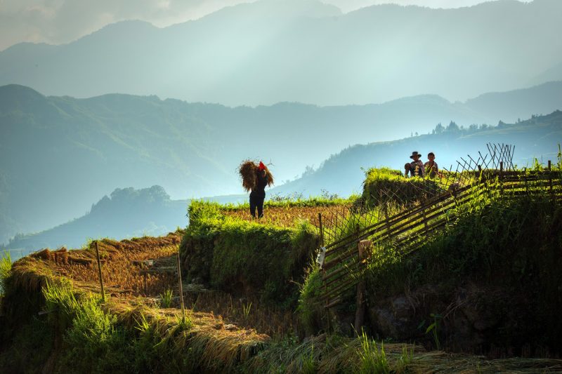 Guide des rizières de Hoang Su Phi à Hà Giang