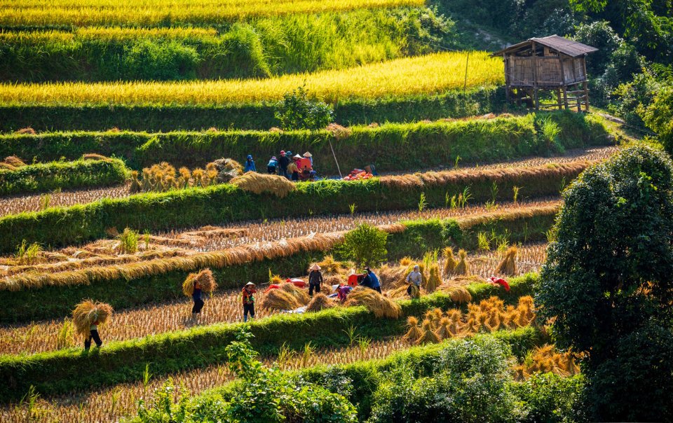 Hoang Su Phi riz doré