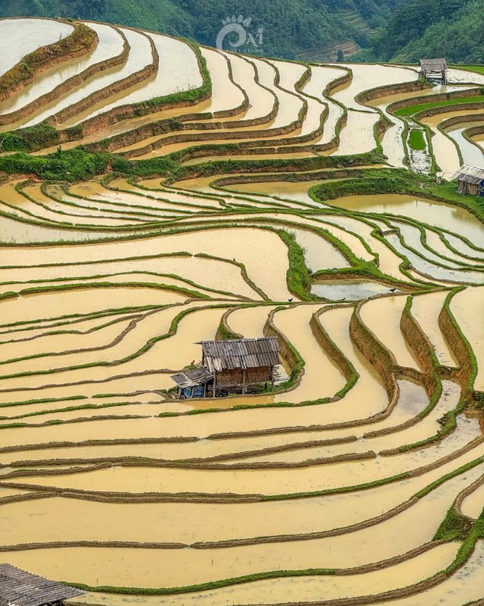 Hoang Su Phi