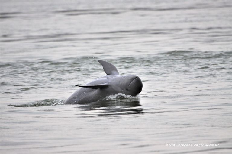 Dauphin de l’Irrawaddy dans les eaux paisibles du Mékong, espèce rare et emblématique du Laos