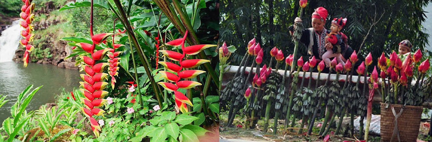 Le hoi hoa chuoi
