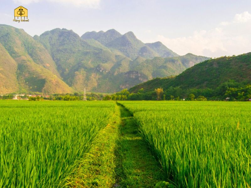 Mai Chau